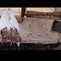 کفتر