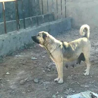 سگ پژدر