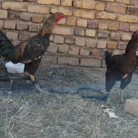 تخم لاری نطفه دار