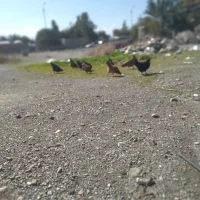 فروش۸عددمرغ محلی تخمگذار