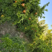 فروش باغ و باغچه داخل بافت