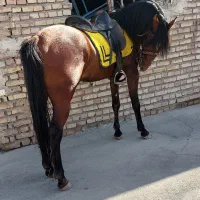 اسب نریون فوق العاده پرخون جنگی