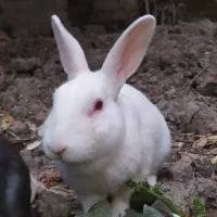 خرگوش آلبینیسم