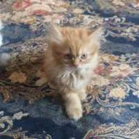 * گربه ماده *|گربه|سهند, |دیوار