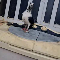 کشکی سینه سفید ماده