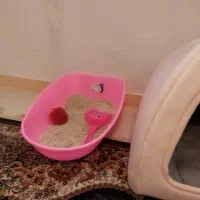 گربه نژاد رایج|گربه|اراک, |دیوار