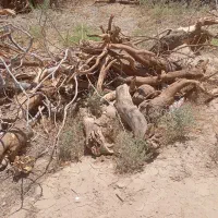 خریدار انواع چوب کنده تربت و حومه