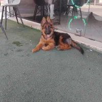 سگ ژرمن|سگ|اهواز, سپیدار|دیوار