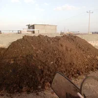 کود گاوی