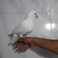 کبوتر