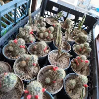 کاکتوس مامیلاریا