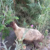 چند عدد گوسفند و بره فروشی