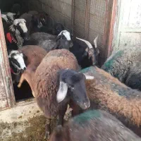 فروش گوسفند|حیوانات مزرعه|داران, |دیوار