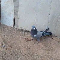 کبوترسبز|پرنده|شهرکرد, |دیوار