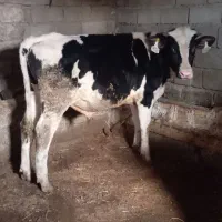 گوساله نر درجه یک