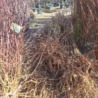 تک و عمده نهال و درخت ریشه ایی موجود