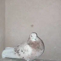 کفتر کل سفید ،کربلایی،پشتدار،پاکستانی،سرور معاوضه|پرنده|قنوات, |دیوار