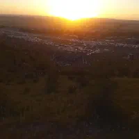 ضمانت