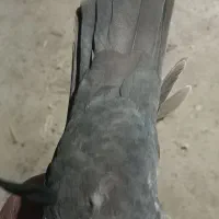 یک جفت دمی عتیقه