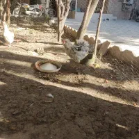 مرغ گلین کرچ|حیوانات مزرعه|مینودشت, |دیوار