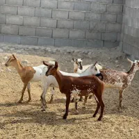 بزغاله