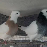 کبوترطوقی
