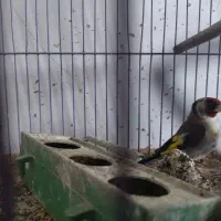 معاوضه با دوبر