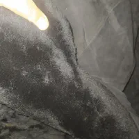 کابشن و پالتو پوست (بوفالو .آمریکایی اصل  )