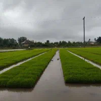 پرورش خزانه نشاء برنج ( باکس برنج)