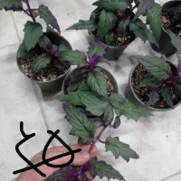 لوبیا|خوردنی و آشامیدنی|مشهد, حیدرآباد|دیوار