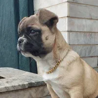 سگ ماده نژادپاگ