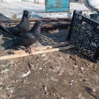 کبوتر زاغ کلافه ...خون خالص|پرنده|جیرفت, |دیوار