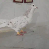 جوانه ساده هفت رنگ نر۲تیغ ازجوجگی داره