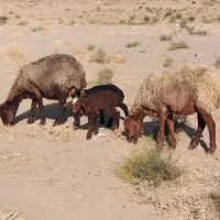 ۲میش زاییده بره دار نر    هردو بره نر هست