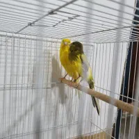 یک جفت قناری سوپر|پرنده|شاندیز, |دیوار