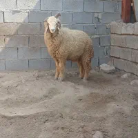 بره|حیوانات مزرعه|اهواز, الهائی|دیوار