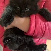 گربه بریتیش مشکی