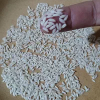 برنج عنبر بو سورت ۱۰۰٪ مجلسی عطری