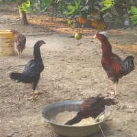 مرغ وخروس لاری|حیوانات مزرعه|بهنمیر, |دیوار