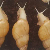 حلزون شاداب با صدف سالم