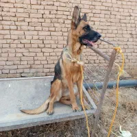 سگ ژرمن ماده جوان