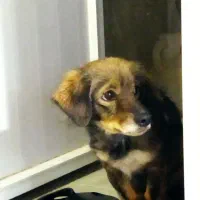 یک سگ پیدا شده