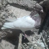 کبوتر|پرنده|بافت, |دیوار