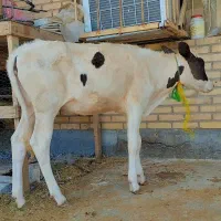 گوساله نرو ماده چاق هیکل