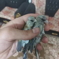 سهره تبریزی بخون همه نر هستن وروبه اتمامی از لکک|پرنده|شوشتر, |دیوار