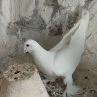 کبوتر قزقن سالم|پرنده|باسمنج, |دیوار