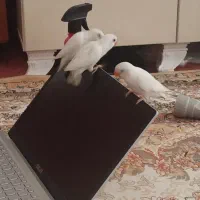 طوطی برزیلی سرلاکی  آلبینو