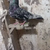 کفتر سرور کاکل|پرنده|شیراز, جوادیه|دیوار