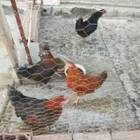 مرغ‌وخروس‌محلی