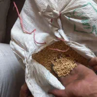 گندم اذر 2 ،تمیز  بذری ، دیم کیلو 31|خدمات باغبانی و درختکاری|شیروان (خراسان), |دیوار